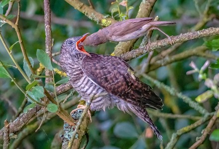 Brandon Marsh Nature Reserve Photography Event