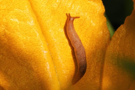 Garden Slug On A Squash Flower, Toronto, Canada - 09 Aug 2021