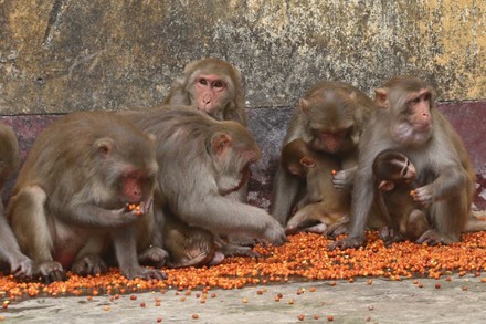 Primates that live in Gandaria are attraction for tourists, Dhaka ...