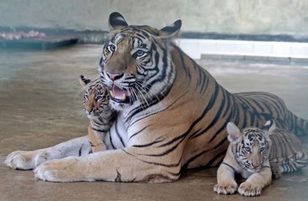 Newly Born Bengal Tiger Pups Seen Editorial Stock Photo - Stock Image ...