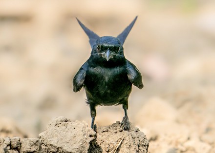 Bird Appears Be Doing Best Batman Editorial Stock Photo - Stock Image |  Shutterstock