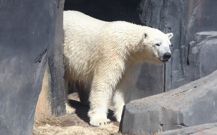 Kali Polar Bear Emerges His Den Editorial Stock Photo - Stock Image ...