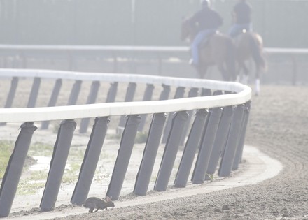 Rabbit Crosses Race Track Horses Work Editorial Stock Photo - Stock ...