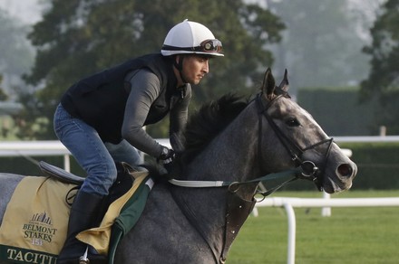 Rabbit Crosses Race Track Horses Work Editorial Stock Photo - Stock ...