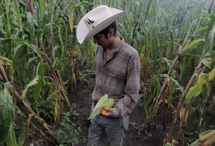 Cutting Of Squash Blossoms In Mexico City Begins - 07 Sep 2021