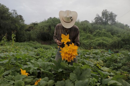 Cutting Of Squash Blossoms In Mexico City Begins - 07 Sep 2021