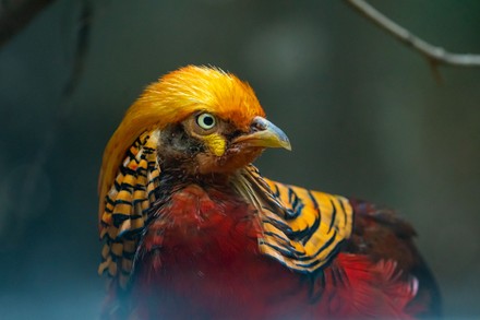 Golden Pheasant Resembles Pharaoh Displays Feathers Editorial Stock ...