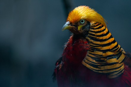 Golden Pheasant Resembles Pharaoh Displays Feathers Editorial Stock ...