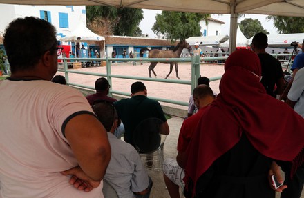 Potential Buyers Look Purebred Arabian Horses Editorial Stock Photo ...