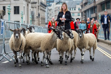 Annual Sheep drive across Southwark Bridge into the City, LONDON, UK - 26 Sep 2021