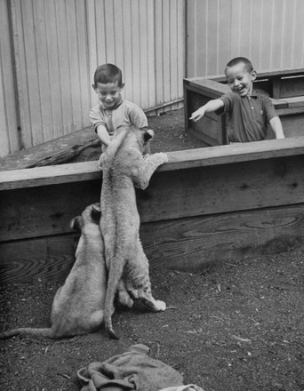 Kids Petting Lion Cubs Childrens Zoo Editorial Stock Photo - Stock ...