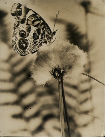 Butterfly On Dandelion - 31 Dec 1899