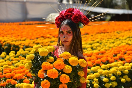 Model Disguised Catrina Poses Amid Cempasuchil - Foto de stock de contenido  editorial: imagen de stock | Shutterstock