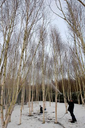 Cleaning of the Silver Birch trees at Anglesey Abbey, Cambridgeshire, Britain - 30 Nov 2010