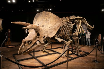 big john triceratops