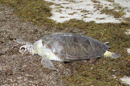 Dead Turtle Victim Pollution Editorial Stock Photo - Stock Image ...