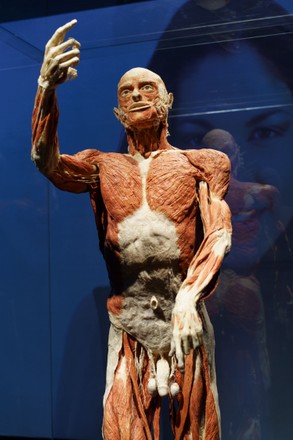 "Body Worlds, the rhythm of life" exhibition in Madrid, Spain - 28 Oct 2021