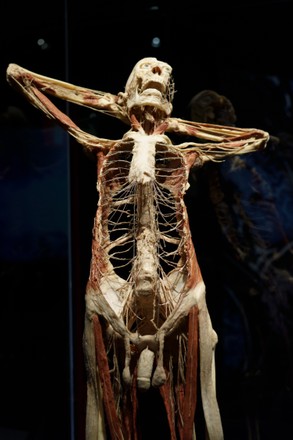 "Body Worlds, the rhythm of life" exhibition in Madrid, Spain - 28 Oct 2021