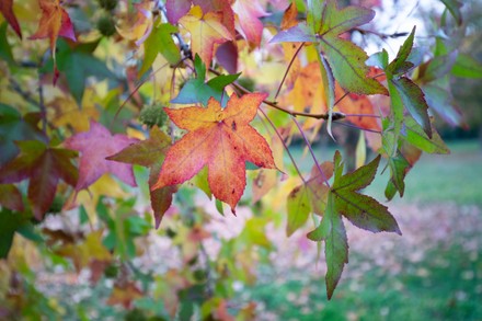 Autumn Trees Multiple Colored Foliage, Venice, Italy - 31 Mar 2017 ...