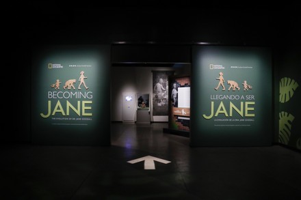 Dr. Jane Goodall Exhibition Media Preview in Los Angeles, USA - 02 Nov 2021
