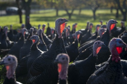 Copas Turkey farm, Cookham, Berkshire, UK - 23 Oct 2020