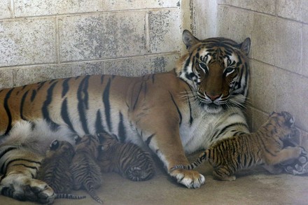 Four bengal tiger cubs are born in a zoo in Ciudad Juarez Mexico - 04 Nov 2021