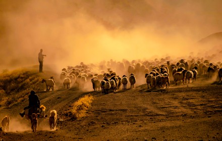 Shepherds Herd Sheep Across Dusty Landscape Editorial Stock Photo ...