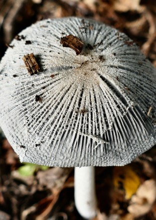 Mushroom Begins Shrivel Sunshine Editorial Stock Photo - Stock Image ...