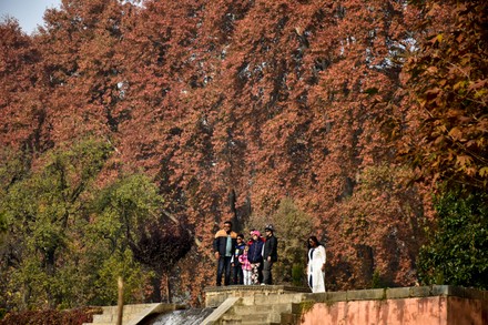 Autumn in Srinagar, India - 13 Nov 2021 Stock Pictures, Editorial ...