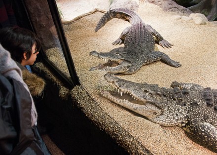 Skansen Aquarium, Stockholm, Sweden - Shutterstock 12603733c