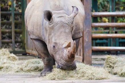 Longleat Rhino Rescue, Longleat, Uk - 22 Nov 2021 Stock Pictures 