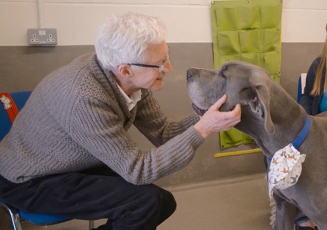 Paul Ogrady Finds That Gentle Giant Editorial Stock Photo Stock Image   Shutterstock 12617641f 