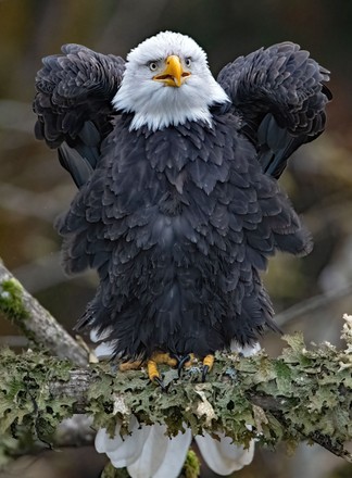 Pictured American Bald Eagle Resembles Angel Editorial Stock Photo