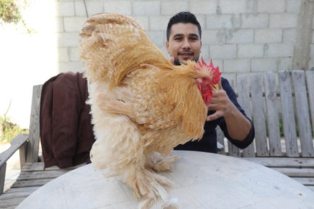 Palestinian Maher Abu Hadaf, shows ornamental birds at his farm, Deir ...
