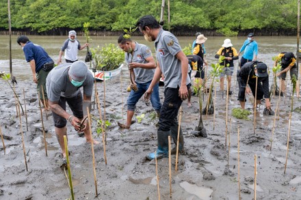 750 Mangrove tree Stock Pictures, Editorial Images and Stock Photos ...