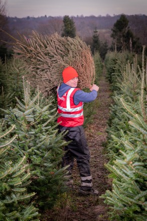 Children chose their Christmas Tress at a farm, Sussex Christmas Trees, Lindfied, West Sussex, UK  - 22 Dec 2021