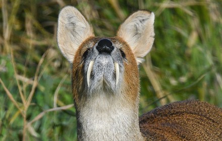 Chinese Water Deer Shows Off Fangs Editorial Stock Photo - Stock Image ...