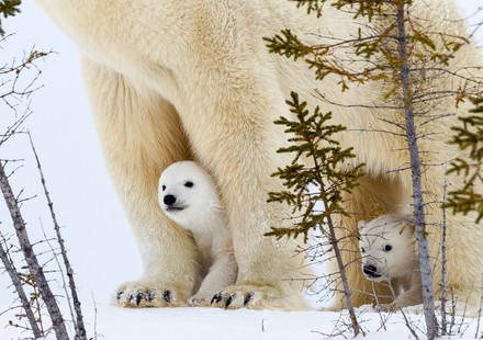 A bear cub peers out from between its mother legs as it tries to stay warm, Churchill, Manitoba, Canada - 23 Dec 2021