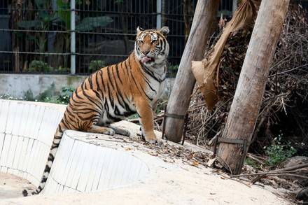 Tiger Lays Inside Enclosure Hanoi Wildlife Editorial Stock Photo ...