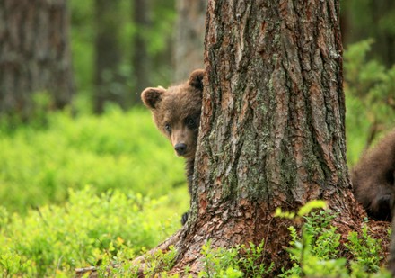 1,000 Hide And Seek Stock Pictures, Editorial Images And Stock Photos 