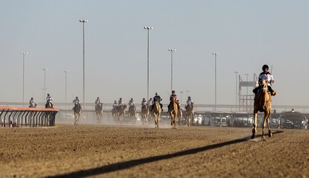 The UAE National Day Camel Marathon, Dubai, United Arab Emirates - 14 Jan 2022
