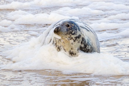 A grey seal appears to take a bubble bath in the sea, Horsey Gap beach, Norfolk, UK - 14 Jan 2022