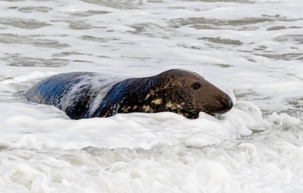 A grey seal appears to take a bubble bath in the sea, Horsey Gap beach, Norfolk, UK - 14 Jan 2022