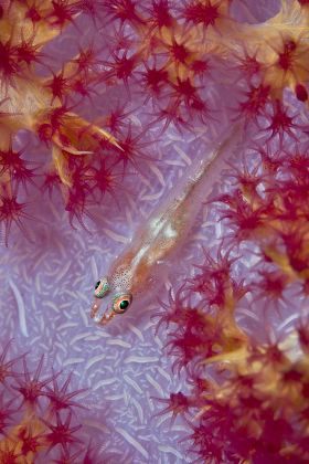 Soft Coral Dendronephthya Sp Close Ghost Editorial Stock Photo - Stock ...