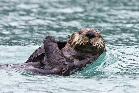 Adult Sea Otter Enhydra Lutris Kenyoni Editorial Stock Photo - Stock ...