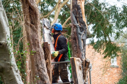 Tree felling, Eton, Windsor, Berkshire, UK - 22 Feb 2022