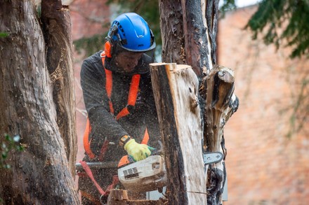 Tree felling, Eton, Windsor, Berkshire, UK - 22 Feb 2022