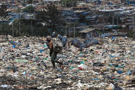 Waste Picker Dandora Garbage Dump Walks Editorial Stock Photo - Stock ...