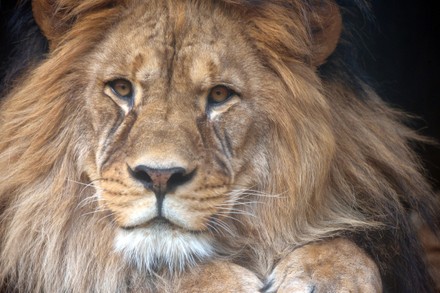 Barbary lion at Liberec Zoo, Liberec, Czech Republic - 10 Mar 2022