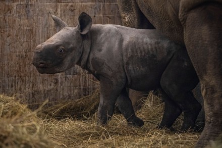 Newborn eastern black rhino named Kiyv in Dvur Kralove Safari Park, Dvur Kralove Nad Labem, Czech Republic - 16 Mar 2022